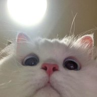 vnlvcky