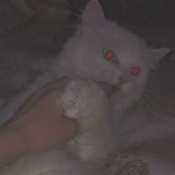 topkawai