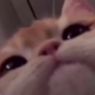 kotik543534543543
