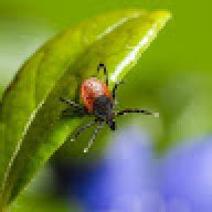 debildima