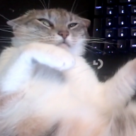 kwyt