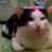 Koshkin